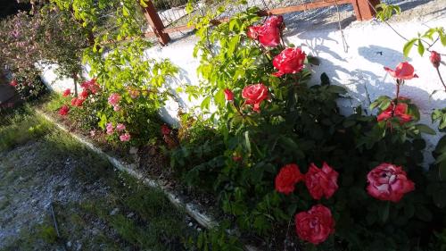 a group of red roses in a garden at Guesthouse Rondo in Himare