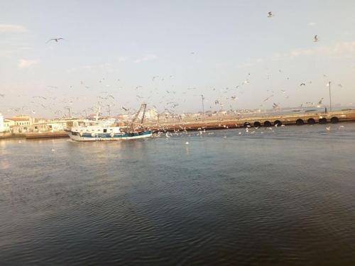 a flock of birds flying over a body of water at Residence Teresines in Porto Garibaldi