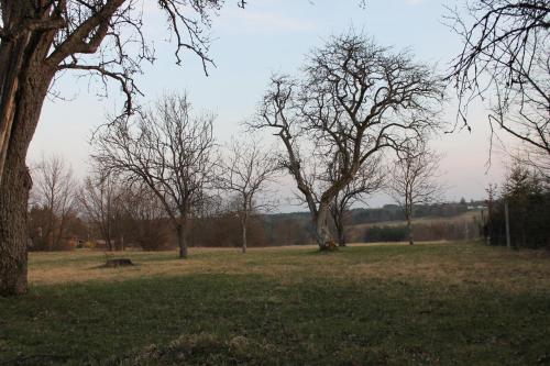a park with trees and a bench in the grass at Orbán Porta in Szalafő