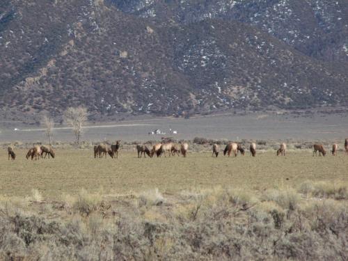 a herd of horses grazing in a field at Narrow Gauge Railroad Inn in Antonito