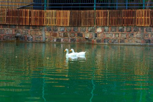 two white swans swimming in a body of water at Amiran's Lake in Tbilisi City