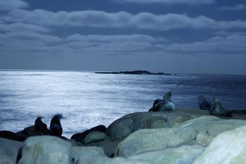 a group of seals laying on rocks in the ocean at Viejo Lobo in Cabo Polonio