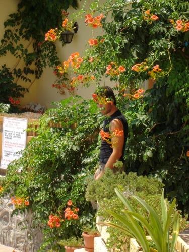 Gallery image of Hotel Afea in Agia Marina Aegina