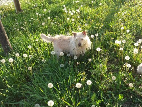 a dog standing in the grass in a field of flowers at B&B Smile in Fiorano Modenese