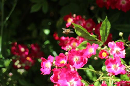 a bee on a pink flower with red flowers at Flowers Apartments in Nesebar
