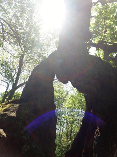 a tree with the sun shining through it at Hotel Bad Langensalza Eichenhof in Bad Langensalza