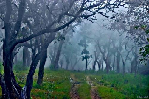 a misty forest with trees and a dirt road at Davis Farm House in Marayoor