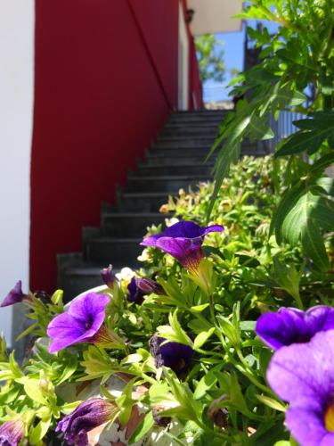 a group of purple flowers in front of a staircase at Elena Rista Studios in Parga