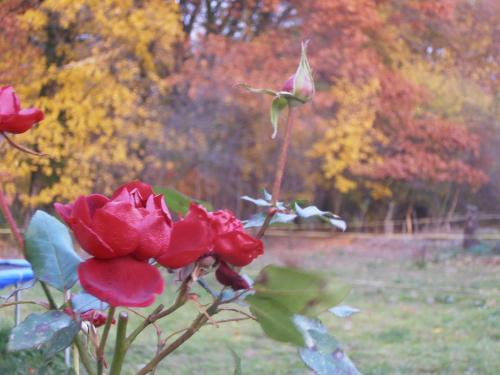 a red rose in a vase in a park at Studniska Country Estate in Studniska