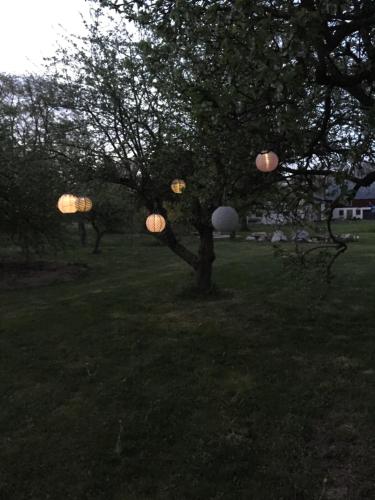 a group of lights on a tree in a field at Silte Siglajvs 147 in Havdhem