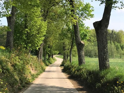 a dirt road with trees on either side at Borowiak in Szteklin