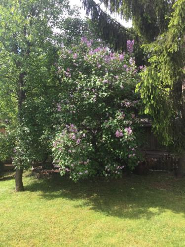 a large bush with pink flowers on a fence at Haus Alpenrose in Waidring