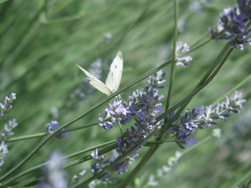 a butterfly sitting on a bunch of lavender at Pension Alpenhof in Bad Aussee