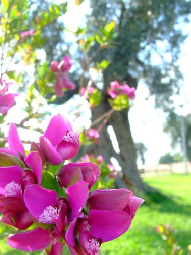 a bunch of pink flowers in front of a tree at Delle Rose, Hotel & Horse Riding in Torre Vado