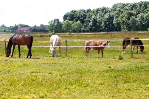 a group of horses grazing in a field behind a fence at de Schelphoeve in Ellemeet