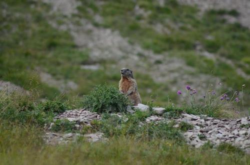 a bird sitting on a rock in a field at Al Trifoglio in Campodenno