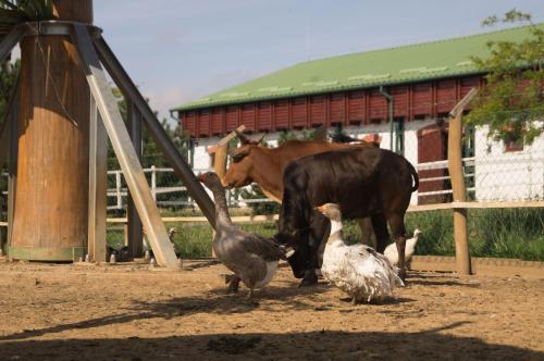 a couple of birds and a cow and some chickens at Hotel Vécsecity in Hernádvécse