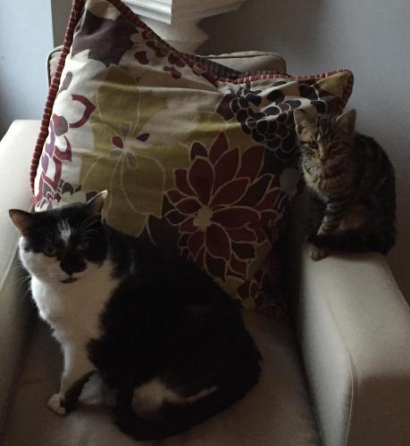two cats sitting on a couch next to a pillow at Vingt Vieux Bourg in Rochefort-en-Terre