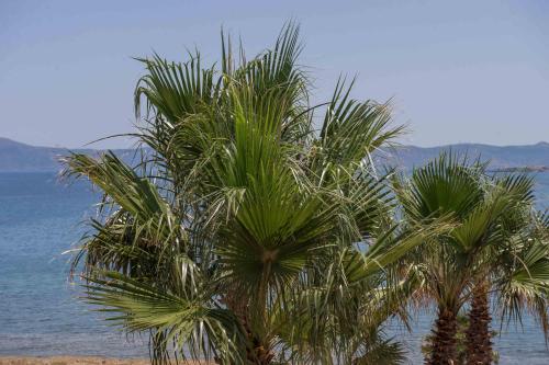 two palm trees on the beach near the water at Balos Beach in Kissamos