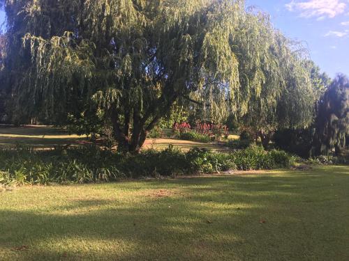 a large tree in the middle of a grass field at Kerikeri Garden Homestead in Kerikeri