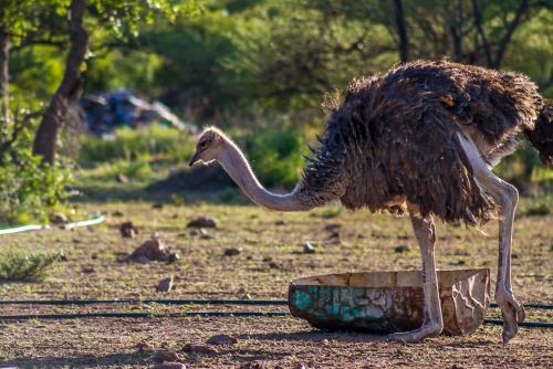 an ostrich standing in the dirt with a bowl at Big Valley Game Lodge in Lobatse