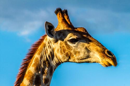 a close up of the head of a giraffe at Big Valley Game Lodge in Lobatse