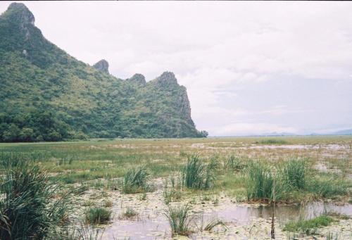 a field with grass and mountains in the background at Lungcha Homestay in Sam Roi Yot