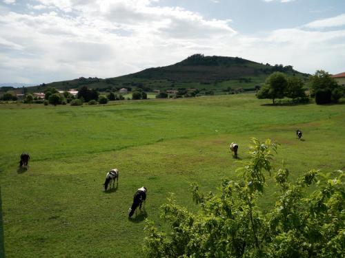 a group of animals grazing in a field at Posada Gran Sol in Queveda