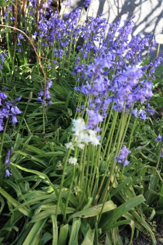 Delfryn Cottage – Photos 3