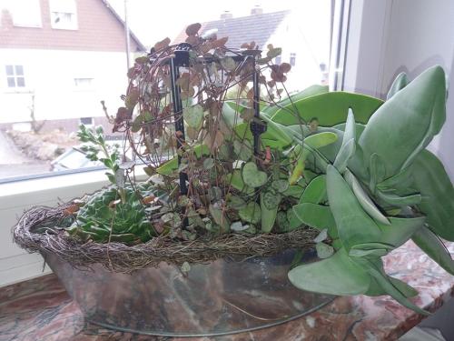 una planta en un jarrón sobre una mesa en Haus Maruna, en Schauenburg