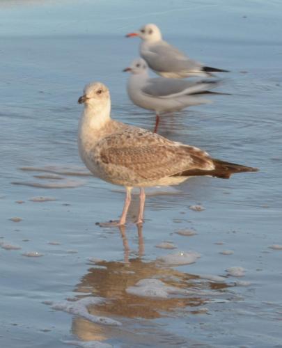 three birds standing in the water on the beach at Ferienwohnungen Egon Schulz in Zempin
