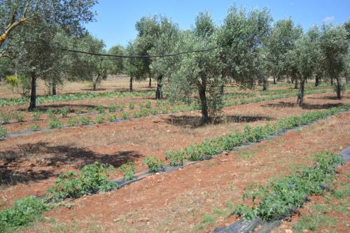 Fotografie z fotogalerie ubytování Agriturismo "Terra D'Ulivi" v destinaci Porto Cesareo