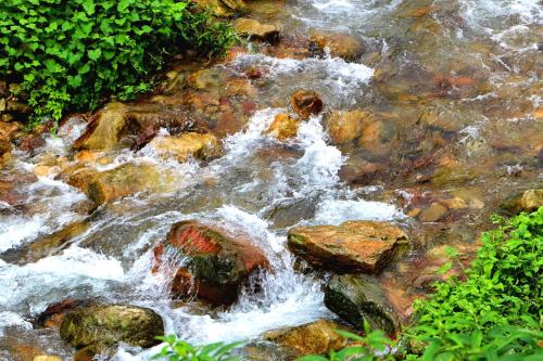a stream of rushing water with rocks and plants at Tongfu Inn(In the National Park) in Zhangjiajie