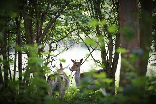 a couple of deer standing in the woods at Villa Magnolia in Oostkapelle