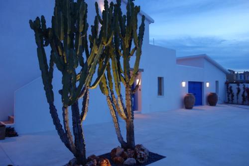 a group of cacti in front of a building at Boho Suites Denia in Denia