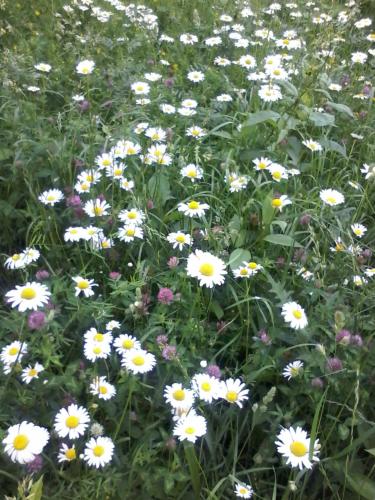 a field of white and yellow daisies at Toma's vila in Borjomi