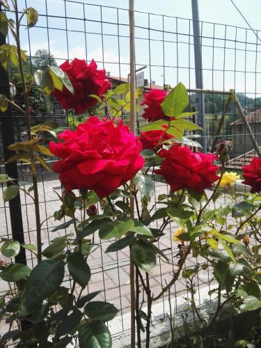 a group of red roses in front of a fence at B&B Guglielmina in Quarna Sotto