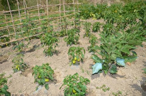 a garden with green plants in the dirt at Anna Studios in Marathias