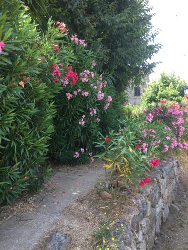 a garden with pink flowers and a stone wall at GITE , Maison de vacances avec extérieur et terrasse fleurie meublé tourisme 3 étoiles in Poggio-di-Tallano