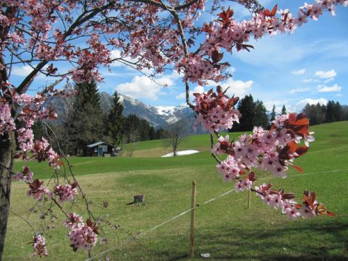 un árbol con flores rosas en un campo en Gasthof Seeweg, en Oberstdorf