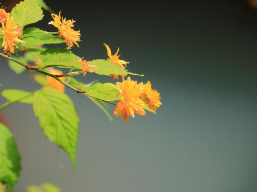 Galería fotográfica de Yunohirakan en Takayama
