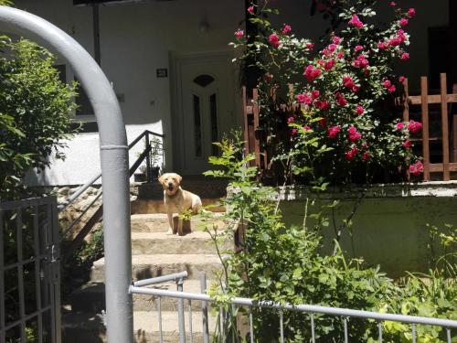 Κατοικίδιο ή κατοικίδια επισκεπτών που μένουν στο House by the River