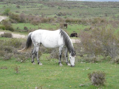 Άλλα ζώα σε αυτό το διαμέρισμα ή στη γύρω περιοχή