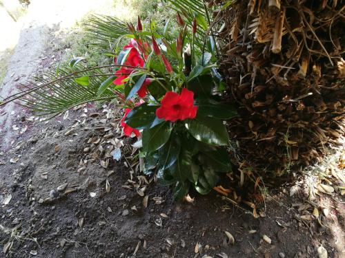 a red flower on the side of a wall at La Casa di Via Lungomare in Santa Marina Salina