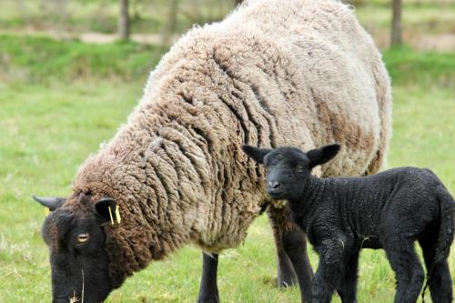 a sheep and a baby lamb standing in a field at Pat Larry's Cottage in Greencastle
