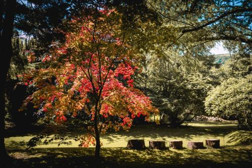 a tree with red leaves in a park at Tir y Coed Country House in Conwy