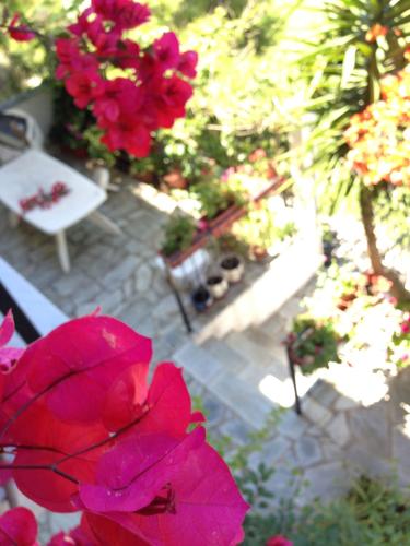 a view of a garden with red flowers and a bench at Mimoza Studios in Skiathos Town