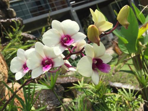 a group of white and purple flowers on a plant at Baan Boom Boxes Eco Friendly Resort in Mae Nam