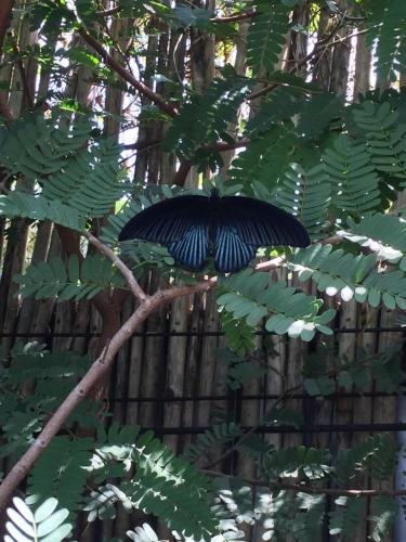 a black bird is sitting on a tree branch at Baan Boom Boxes Eco Friendly Resort in Mae Nam
