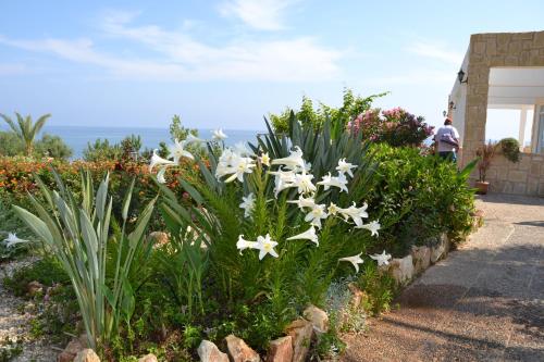 a garden with white flowers in a yard at Aphrodite Beach Hotel in Polis Chrysochous